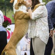 TACO vel ANTITHEUS (FCI) A BIT LIKE FLIM 