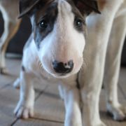 Pyszny Precel Gryźbull