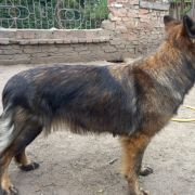 Olza z Domu Pod Kózką