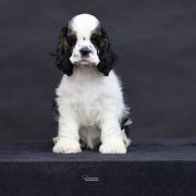 Queenzie ALL ABOUT ME