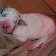 TYRION Czar Olbrzyma