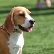 STRAWBERRY KISS Drużyna Uszatych