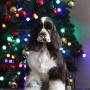 Queenzie AS NEVER BEFORE