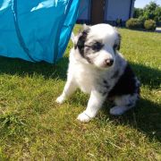 Zosia Jodłowy Border