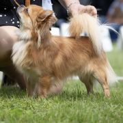 DANTE Perła Nieporętu 