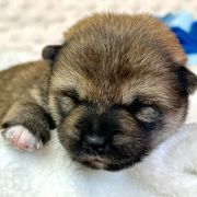 DENJI the Scarlet Hill