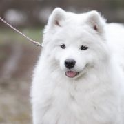 PEREGRINA PEARL IZ MOSKOVSKOY METELY