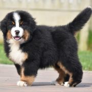 AGAMEMNON Sesto Senso 