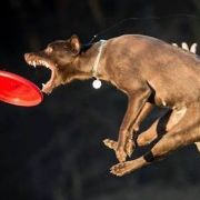 RED DUBLIN Kelpiebrink