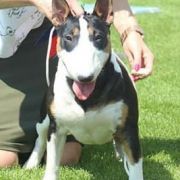 FARIS Sweet Bullopont