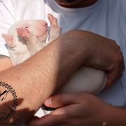 KALIBER Hexeside FCI 