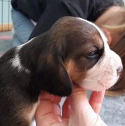 CHERRY BLOSSOM Drużyna Uszatych 