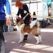 SIBERIAN HUNTER DAISY-BEAUTY
