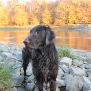 Flatcurls POWER CHOCOLATE