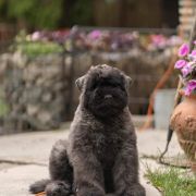 Розплідник