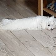 I`M KOMKA Vichy Rose (FCI)