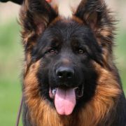 TOMY z Trojańskiego Lasu 