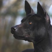 TRD IMPERIA’s ARCADIA 