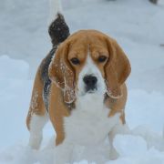 JENNY JESSIE DARLING JOY