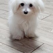 I`M KOMKA Vichy Rose (FCI)