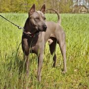 PRIMO z Lasów Preczowskich