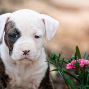 Aliya Guardian of Forest 