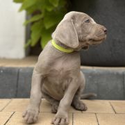 ABRACADABRA ze Stryszowskiego Boru FCI 