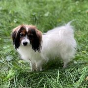 JUDY Beautiful Secrets(FCI)