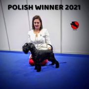 ALONZO Black Fado FCI 