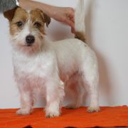 Koolmove (FCI) KAROLEK