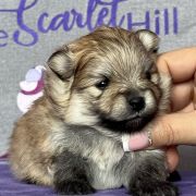 YOUR LOVE the Scarlet Hill