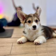 P - Welsh Corgi Pembroke krótkie ogonki