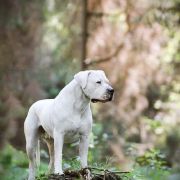 Tanatos Złota Troja