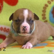 Male 2 Dolcze Gabara