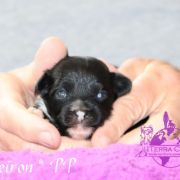 Cheiron in Terra Civis 