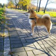 SETO NO ICHIRYUU GO SETOUCHI KOBAYASHI