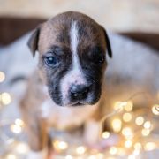 TIMON Because of Crazy Time 