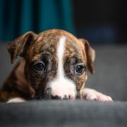 TIANA Because of Crazy Time 