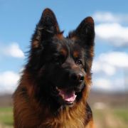 IVO Sfora z Zakrzewa