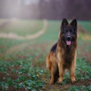 CASTOR Wolf Lake (FCI)