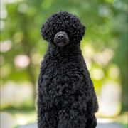 Special Vero ( FCI) CLAIRCREEK CALL ME WINNER