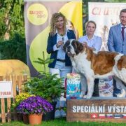 Adelka Dar Świętego Bernarda (FCI)