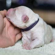 ROYAL JELLY Tempus Ad Miraculum