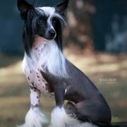 NOWINA z Królestwa Agarthi FCI