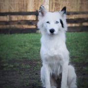 MISJA Zimowy Zmierzch 