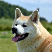 AKAI KITSUNE Mori No Kodomo