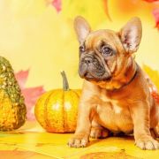 TELIMENA Hokus Pokus z Perlowej