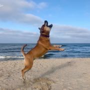 Ch Pl GIGI GRANT Corde Bellator(FCI) 3