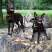 SCARLET AVALON Red Radimus 4