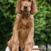 ETERNIA CRINGER Ginger State of Mind